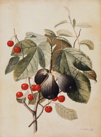 Figi i Wiśnie, 1747 autorstwa Georg Dionysius Ehret