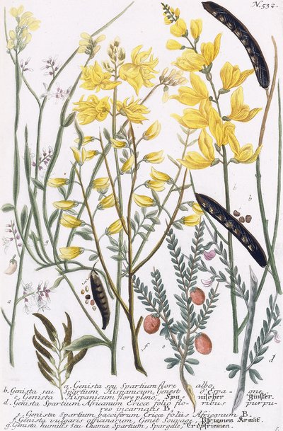 Janowiec autorstwa Georg Dionysius Ehret