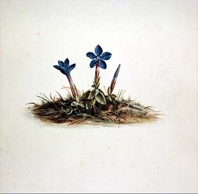 Gencjana autorstwa Georg Dionysius Ehret