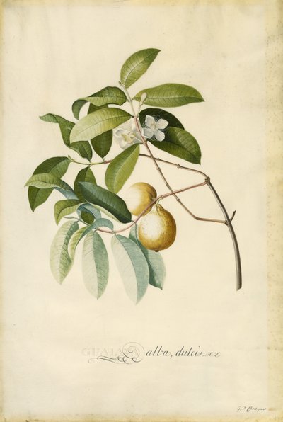 Gujawa autorstwa Georg Dionysius Ehret