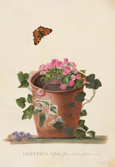 Hepatica trifolia (Nobilis), 1745 (gwasz na welinie) autorstwa Georg Dionysius Ehret