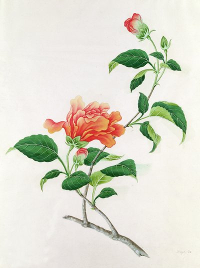 Poślubnik autorstwa Georg Dionysius Ehret