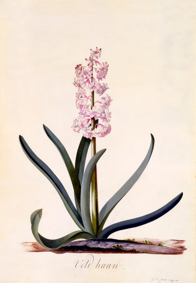 Hiacynt 
