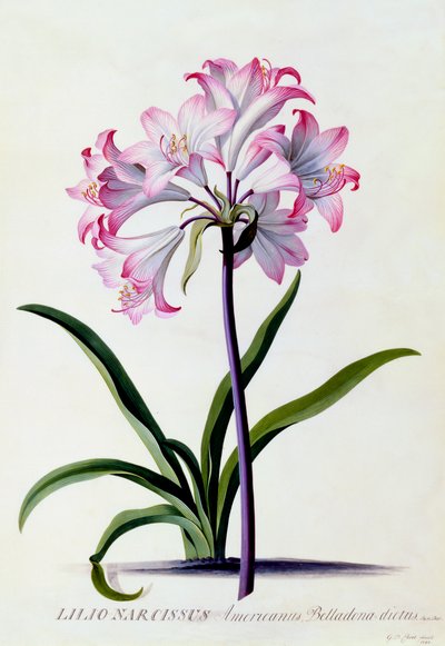 Lilio Narcyz, ok. 1930 r. 1744 ręcznie kolorowane grawerowanie. autorstwa "Georg Dionysius Ehret