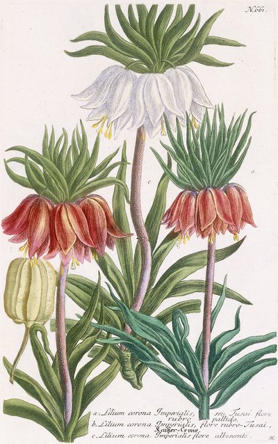 Cesarska korona z lilii autorstwa Georg Dionysius Ehret