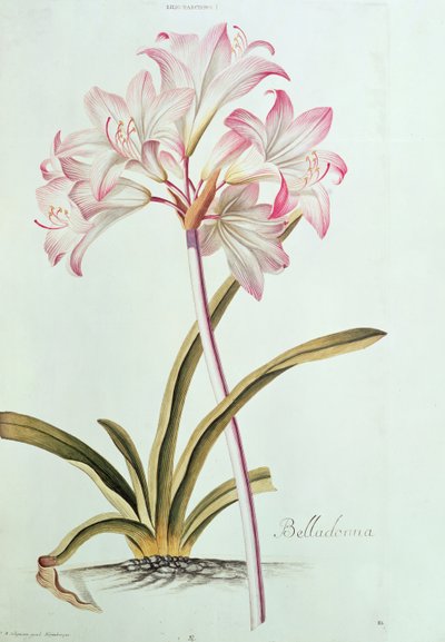 Lilia: Lilium Belladonna (pl.12) z Trew