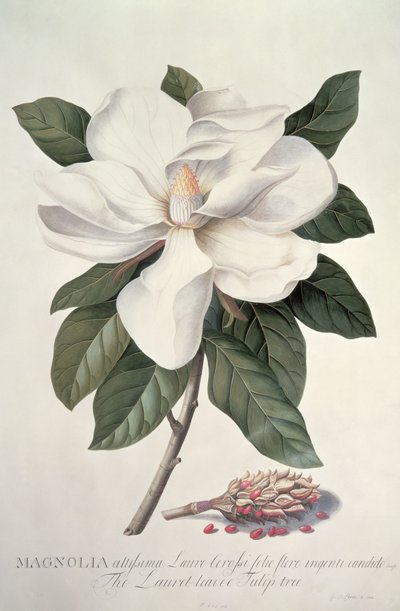 Magnolia autorstwa Georg Dionysius Ehret