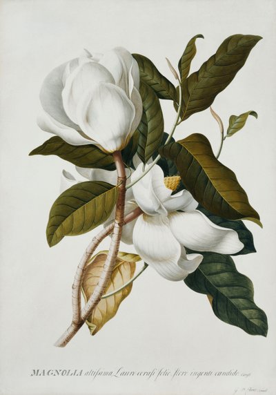 Magnolia, autorstwa Georg Dionysius Ehret