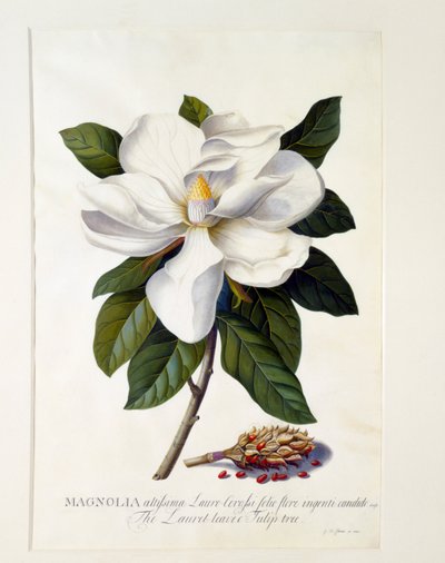 Magnolia Grandiflora, ok. 1900 r. 1743 ręcznie kolorowane grawerowanie. autorstwa "Georg Dionysius Ehret