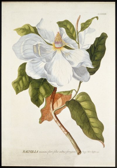 Magnolia w wielkim rozkwicie, c1740-1770. autorstwa Georg Dionysius Ehret
