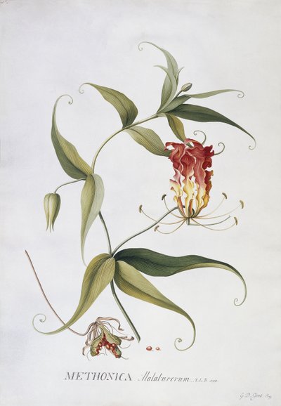 Metonika, autorstwa Georg Dionysius Ehret