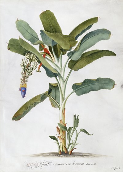 Musa, autorstwa Georg Dionysius Ehret