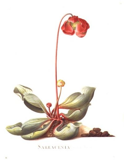 PD.117-1973.f23 Sarracenia purpurea (Pitcher Plant) 1764 (akwarela i gwasz na welinie) autorstwa Georg Dionysius Ehret