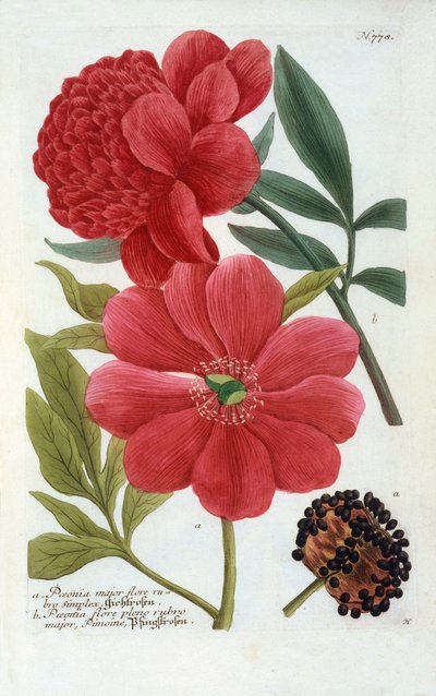 Paeonia, ręcznie kolorowany grawer. autorstwa "Georg Dionysius Ehret