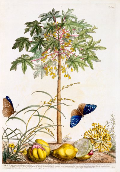 Papaja, ok. 1748 ręcznie kolorowane grawerowanie. autorstwa "Georg Dionysius Ehret
