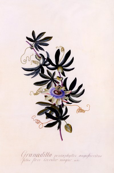 Passiflora Granadilla, ok. 1900 r. 1745 ręcznie kolorowany grawerunek. autorstwa "Georg Dionysius Ehret