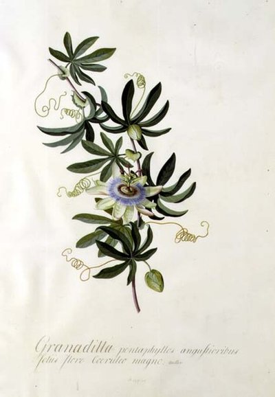 Kwiat pasji autorstwa Georg Dionysius Ehret