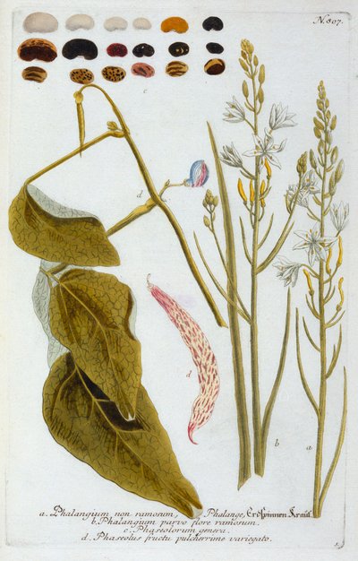 Falangium, 1737 ręcznie kolorowany grawerunek. autorstwa "Georg Dionysius Ehret
