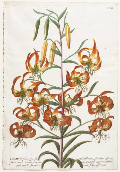 Wybrane rośliny 11 - Lilia. autorstwa Georg Dionysius Ehret
