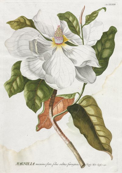 Wybrane rośliny 33 - Magnolia. autorstwa Georg Dionysius Ehret