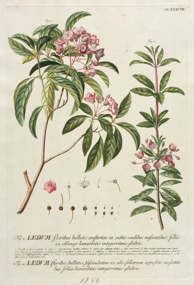 Wybrane rośliny 38 autorstwa Georg Dionysius Ehret