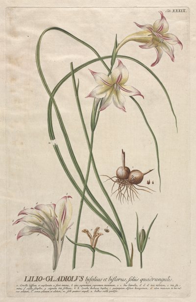 Wybrane rośliny 39 - Lilio-Gladiolus. autorstwa Georg Dionysius Ehret
