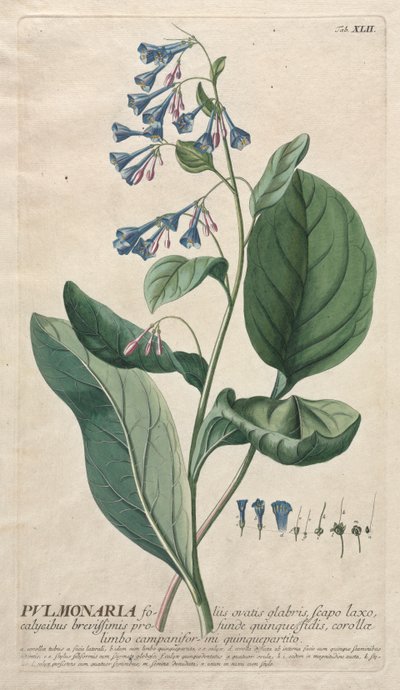 Wybrane rośliny 42 - Pulmonaria. autorstwa Georg Dionysius Ehret