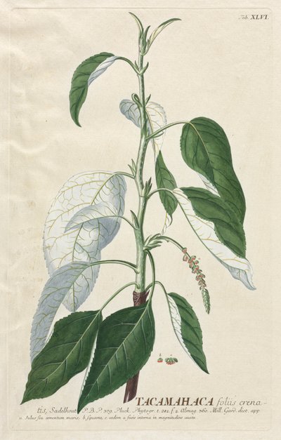 Wybrane rośliny 46 Tacamahaca. autorstwa Georg Dionysius Ehret
