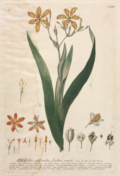 Wybrane rośliny 52 - Ixia. autorstwa Georg Dionysius Ehret