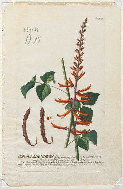 Wybrane rośliny 58 - Korallodendron. autorstwa Georg Dionysius Ehret