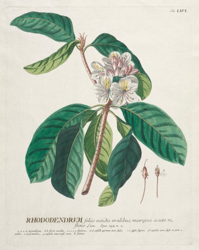Wybrane rośliny 66 - Rododendron. autorstwa Georg Dionysius Ehret