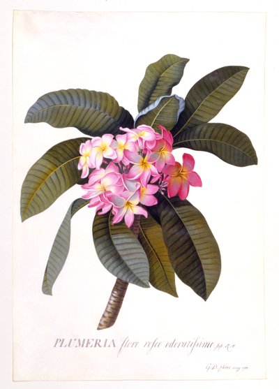 Plumeria, ok. 1744 ręcznie kolorowany grawerunek. autorstwa "Georg Dionysius Ehret