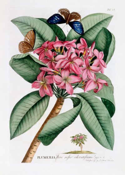 Plumeria, ok. 1749 ręcznie kolorowane grawerowanie . autorstwa "Georg Dionysius Ehret