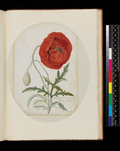 Mak (Papaver erraticum), 1772 (ołówek, wc i kolor ciała na welinie) autorstwa Georg Dionysius Ehret