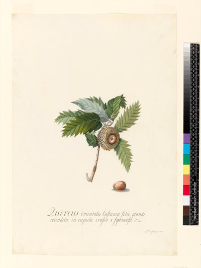 Quercus Orientalis, 1742 (toaleta i kolor nadwozia na welinie) autorstwa Georg Dionysius Ehret