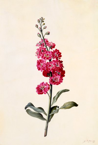 Zdjęcie Matthiola Incana, ok. 1930 r. 1746 ręcznie kolorowane grawerowanie. autorstwa "Georg Dionysius Ehret