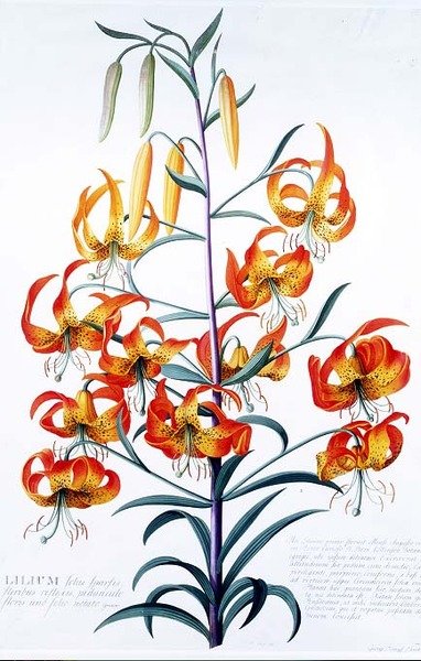 Tygrys Lily autorstwa Georg Dionysius Ehret