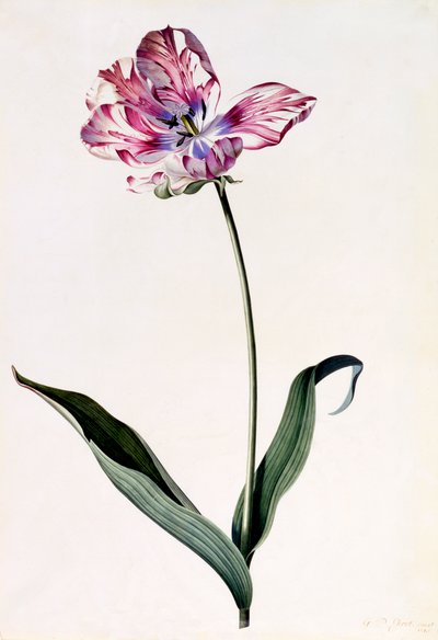 Tulipan, ok. 1745 ręcznie kolorowany grawerunek. autorstwa "Georg Dionysius Ehret