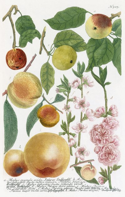 Różne jabłka autorstwa Georg Dionysius Ehret