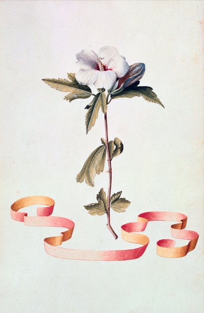 Biały hibiskus autorstwa Georg Dionysius Ehret