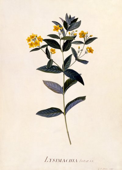 Yellow Loosestrife, ok. 1760 (ręcznie barwiony grawerunek) autorstwa Georg Dionysius Ehret