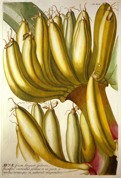 Młode banany, z „Plantae Selectae” CJ Trewa, 1750-73 autorstwa Georg Dionysius Ehret