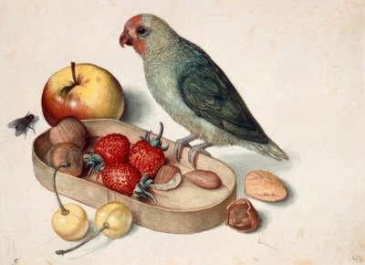 Martwa natura z papugą karłowatą autorstwa Georg Flegel