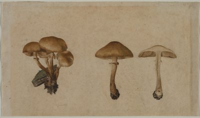 Grzyby autorstwa Georg Wilhelm Baurenfeind