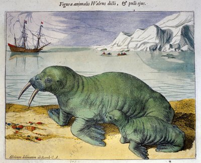 Przedstawienie morsa, zwierzęcia polarnego. Grawerowanie z Atlas przez Braun & Hogenberg, Amsterdam 1590 autorstwa Georg Braun and Hogenberg Franz