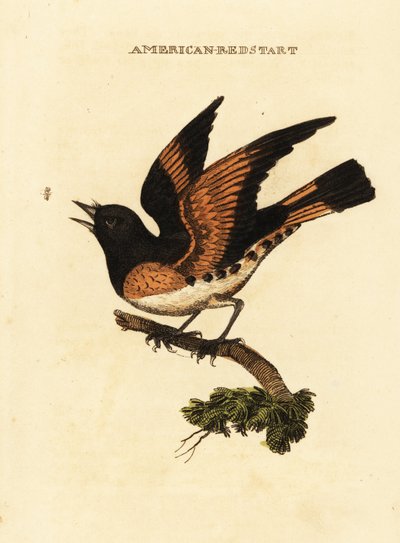 Kopciuszek amerykański , Setophaga ruticilla autorstwa George (after) Edwards