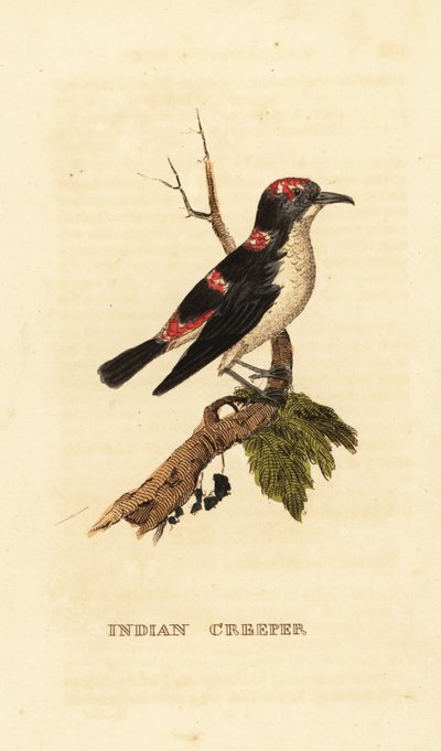 Pnącze amerykańskie lub pnącze brunatne, Certhia americana autorstwa George (after) Edwards