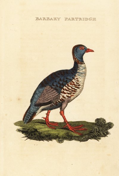 Kuropatwa berberyjska , Alectoris barbara autorstwa George (after) Edwards