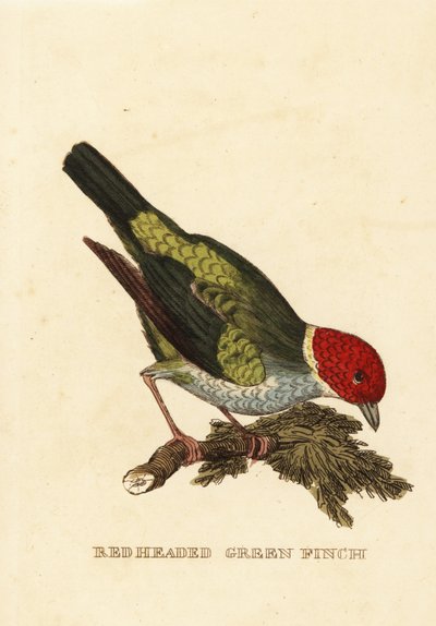 Gniady tanager , Tangara gyrola autorstwa George (after) Edwards
