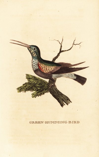 Koliber czarnobrzuchy , Eupherusa nigriventris, samica autorstwa George (after) Edwards